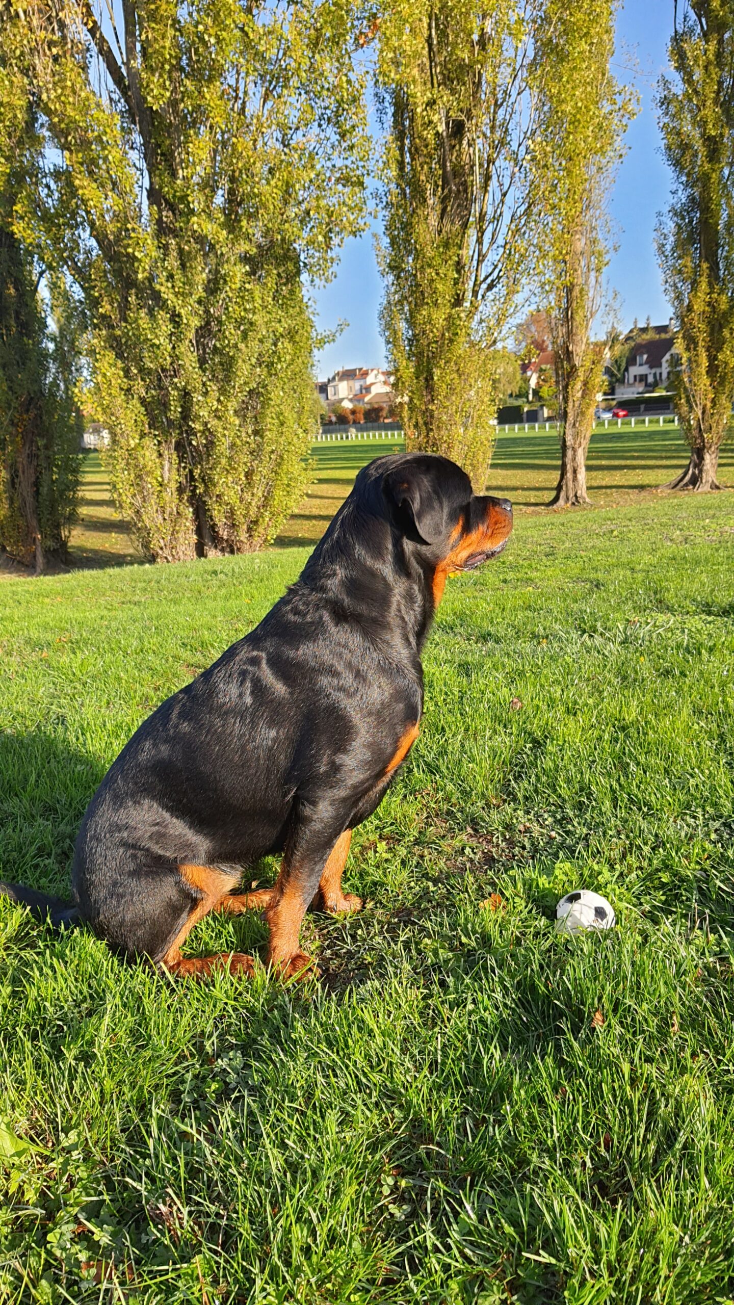 Garde d'animaux