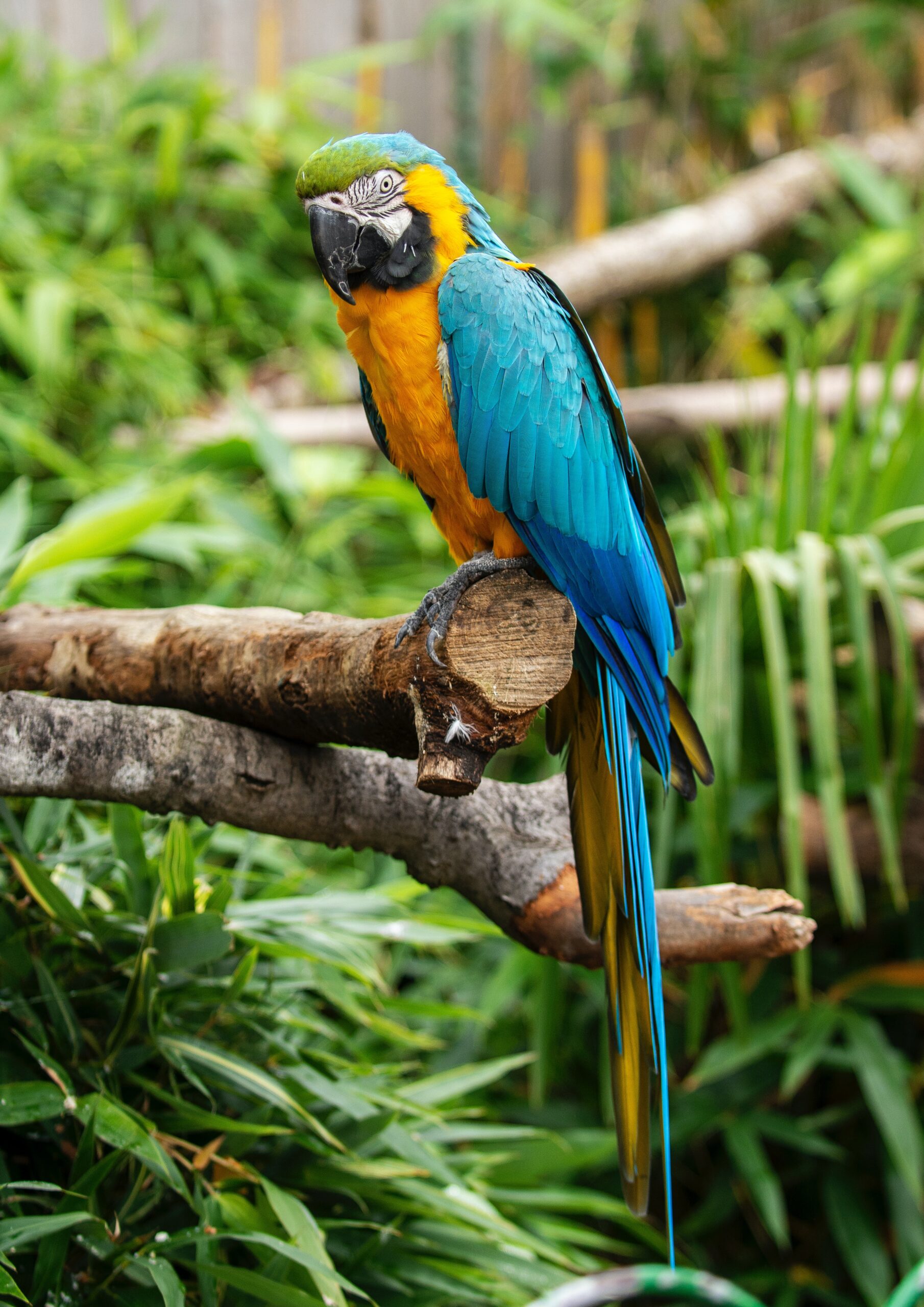 Garde animaux