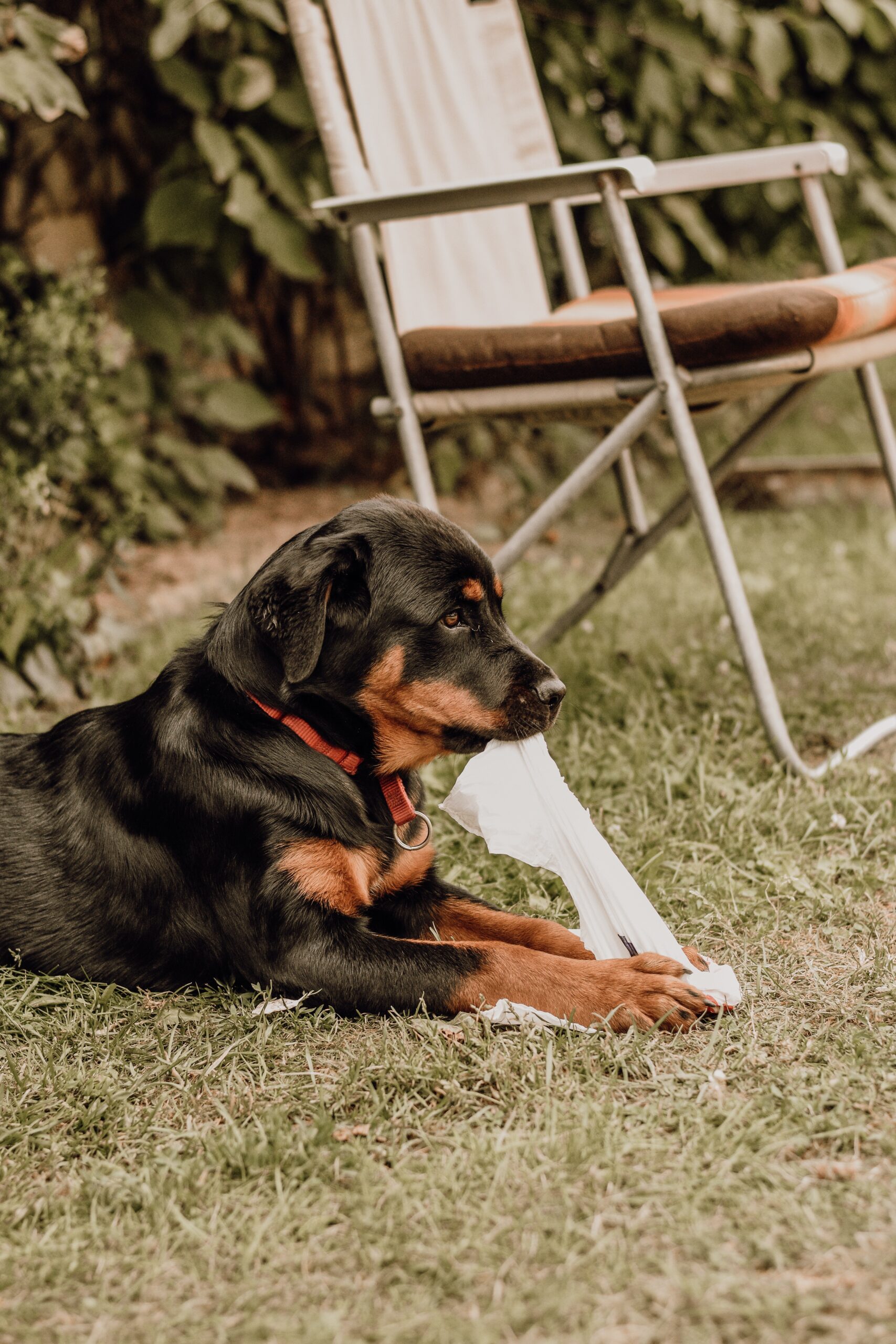 Garde chien Gardanimo