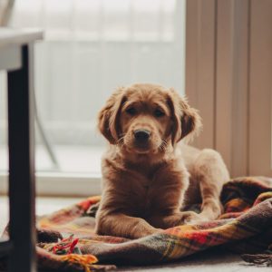 Education chiot