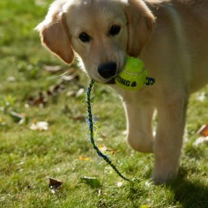 éducation chiot