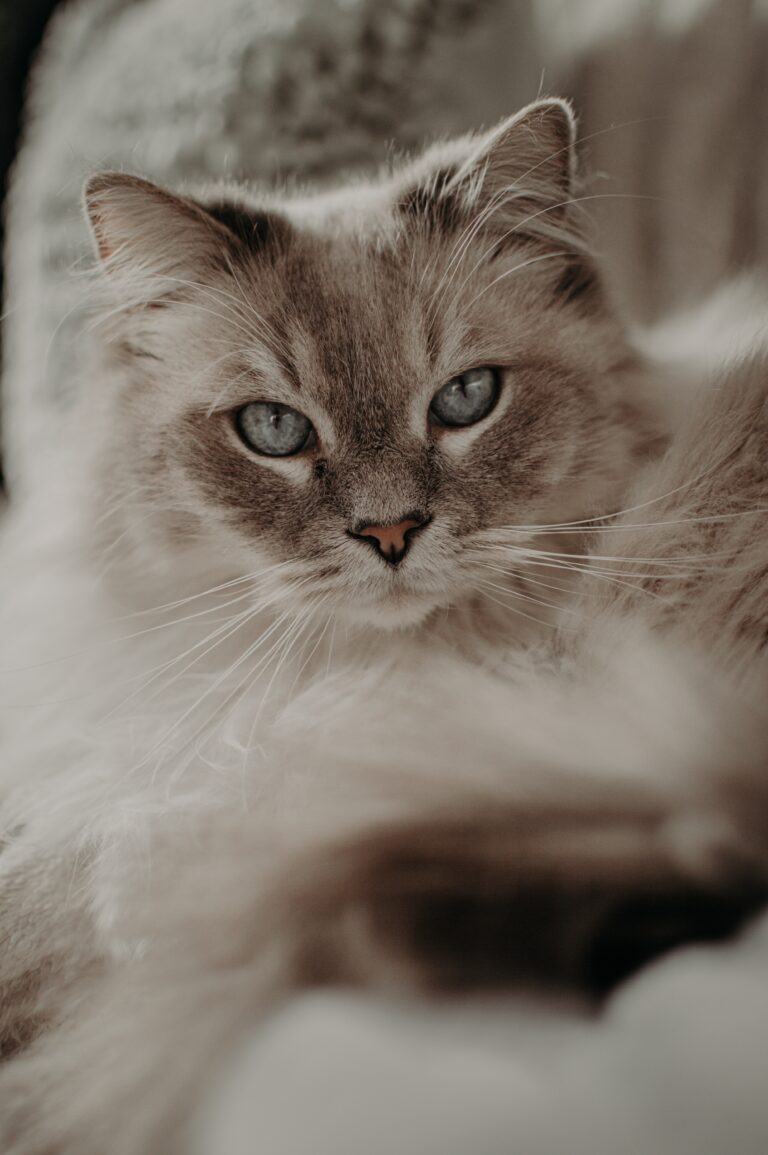 Garde d'animaux
