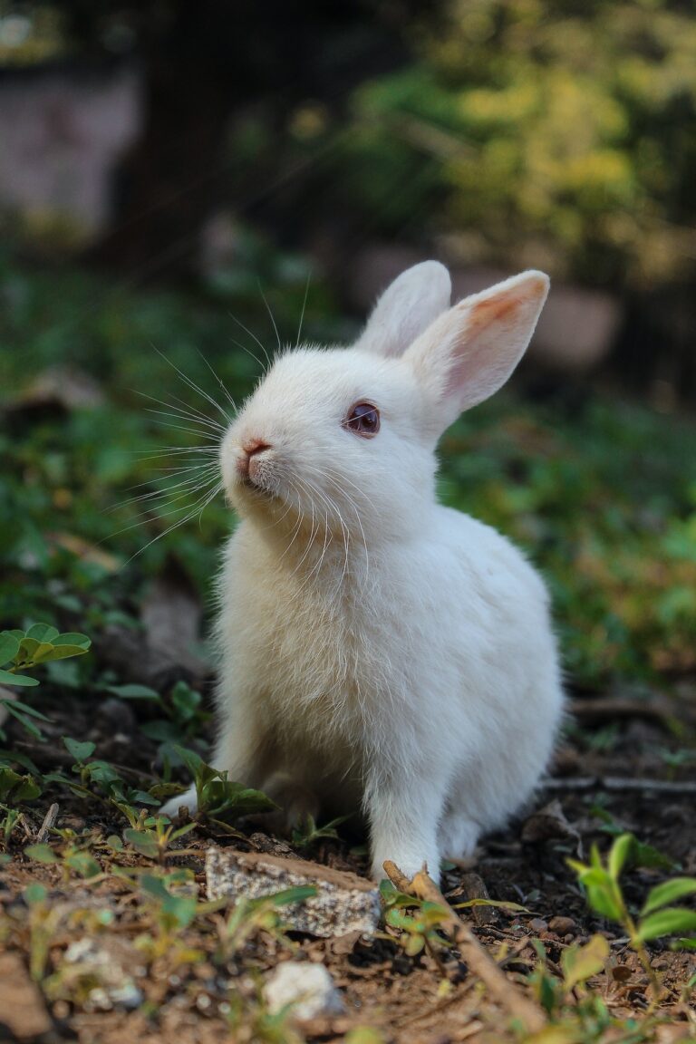 Garde d'animaux